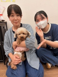 (ウィロー　トイプードル).JPG