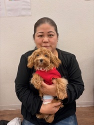 (ウィンダム　マルチーズとトイプードル).JPG