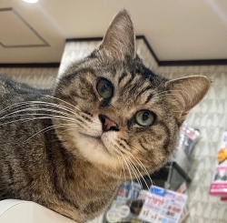 (マッチョ　雑種猫　男の子).jpg