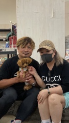 (くらびい トイプードル).jpg