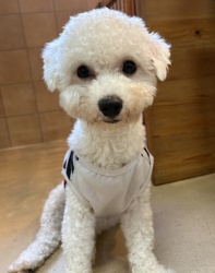 (ピッコラ　ビションフリーゼ　男の子).jpg