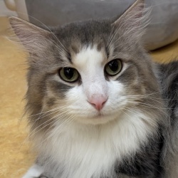 (あんびん　ノルウェージャンフォレストキャット　男の子).jpg