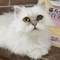 (ピリナ　ペルシャ　女の子).jpg