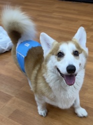 (クレソン　ウェルシュコーギーペンブローク　男の子).jpg