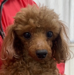 (てんげん　トイプードル　男の子).jpg