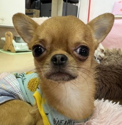 (トンプソン　スムースチワワ　男の子).jpg