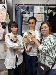 (あまからちゃん ロングコートチワワ).jpg