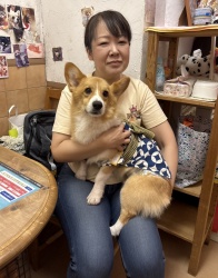 (オックス　ウェルシュコーギーペンブローク).JPG
