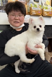 (ゆどうふ　ポメラニアン).JPG