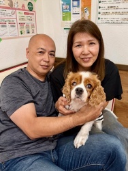 (プレイド　キャバリアキングチャールズスパニエル).JPG