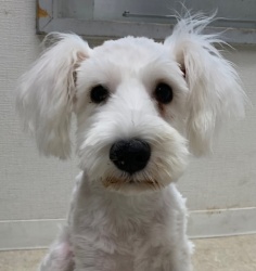 (ペーニョ　ミニチュアシュナウザー　男の子).jpg
