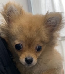 (タツタ　ポメラニアンとチワワ　男の子).jpg