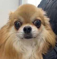 (ホライズン　ロングコートチワワ　男の子).jpg