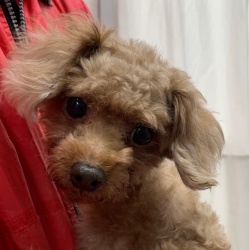 (さといも　トイプードル　男の子).jpg