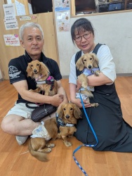 (サポニン　ミニチュアダックスフンド).JPG