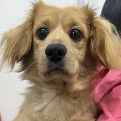 (せいりゅう　ペキニーズとミニチュアダックスフンド　男の子).JPG