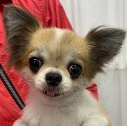 (ハピリン　ロングコートチワワ　女の子).jpg