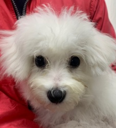 (マグマグ　ビションフリーゼ　男の子).jpg