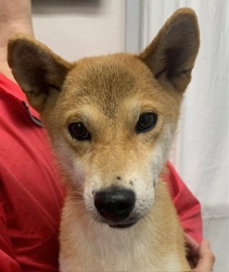 (しかまろ　柴犬　女の子).jpg