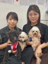 (ピスタシュ　トイプードル).jpg