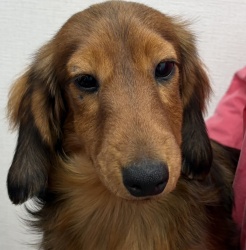 (コウゾウ　ミニチュアダックスフンド　男の子).jpg