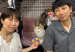 (アミリー　スコティッシュフォールド).jpg