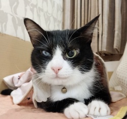 (はなはな　雑種猫　女の子).jpg