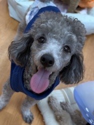 (オイスター　トイプードル　男の子).jpg